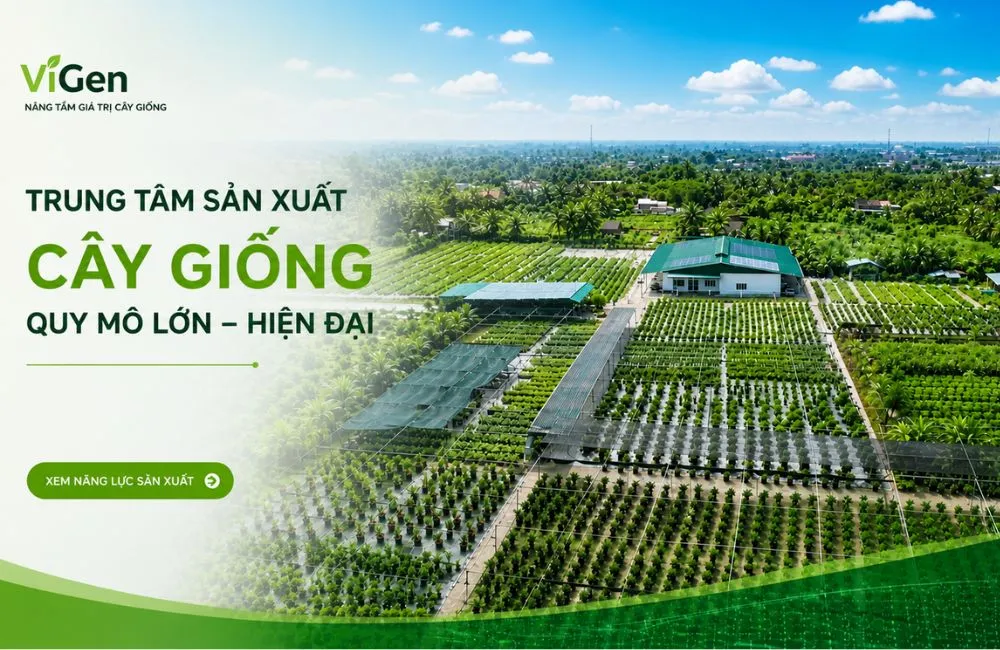 ViGen và giải pháp phát triển cây giống bản quyền chuyên nghiệp