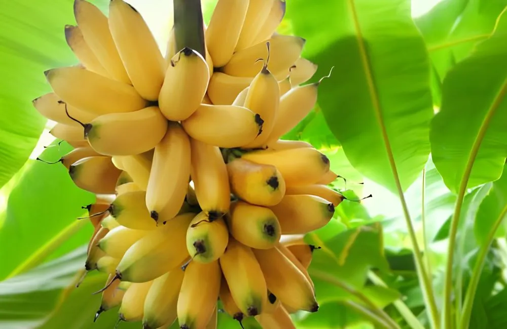 Kỹ thuật trồng chuối cau mẫn cấy mô