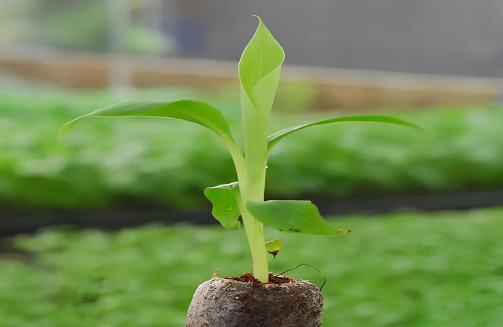 Kỹ thuật trồng chuối cau mẫn cấy mô