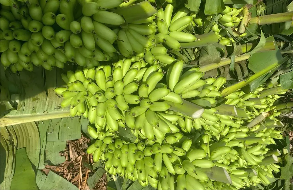 Kỹ thuật trồng chuối cau mẫn cấy mô