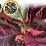 Bệnh trên cây chuối Hồng Musa Nono Pink Var cấy mô