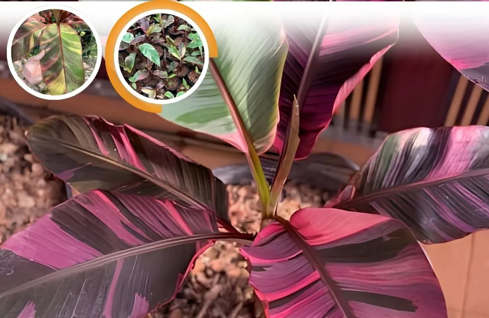 Bệnh trên cây chuối Hồng Musa Nono Pink Var cấy mô
