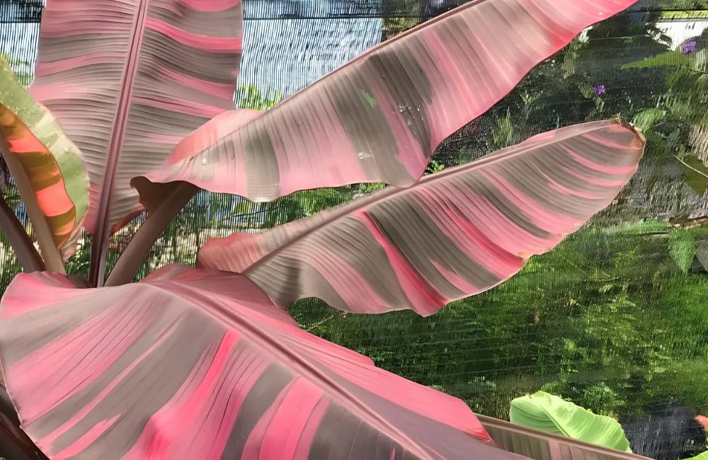 Bệnh trên cây chuối Hồng Musa Nono Pink Var cấy mô