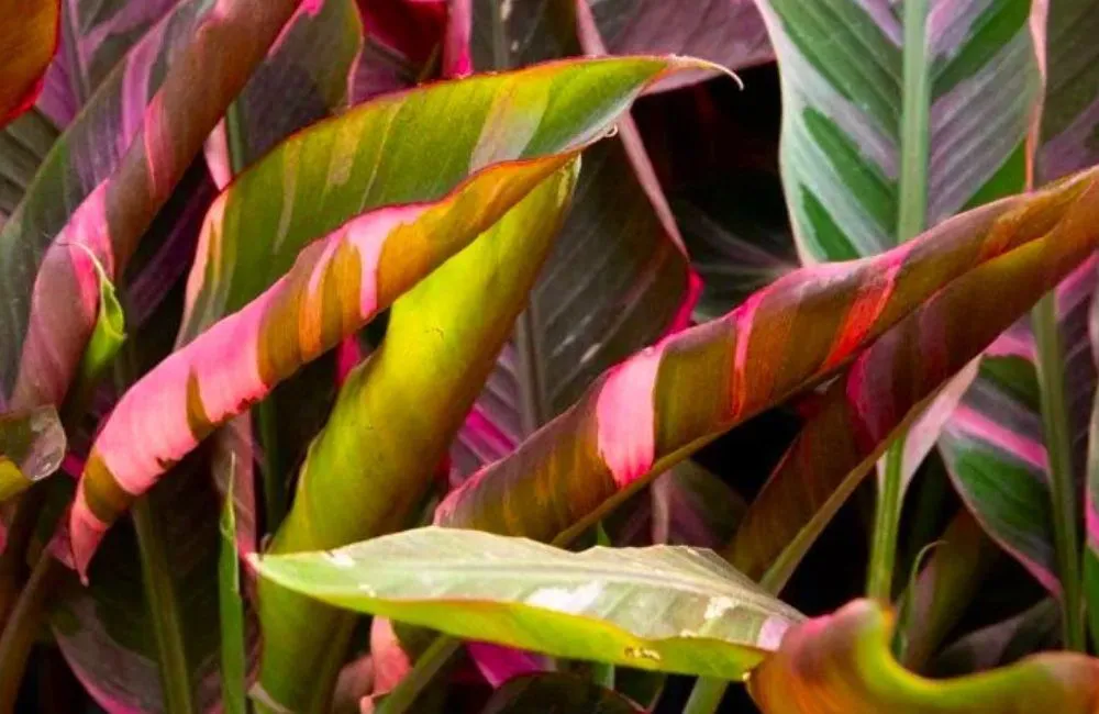 Bệnh trên cây chuối Hồng Musa Nono Pink Var cấy mô