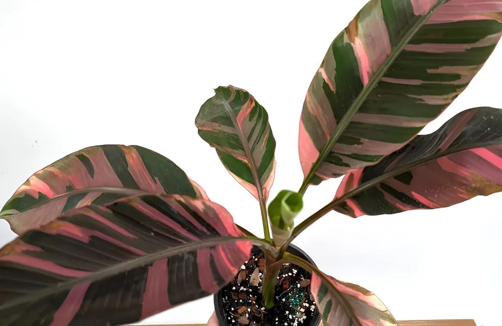 Bệnh trên cây chuối Hồng Musa Nono Pink Var cấy mô
