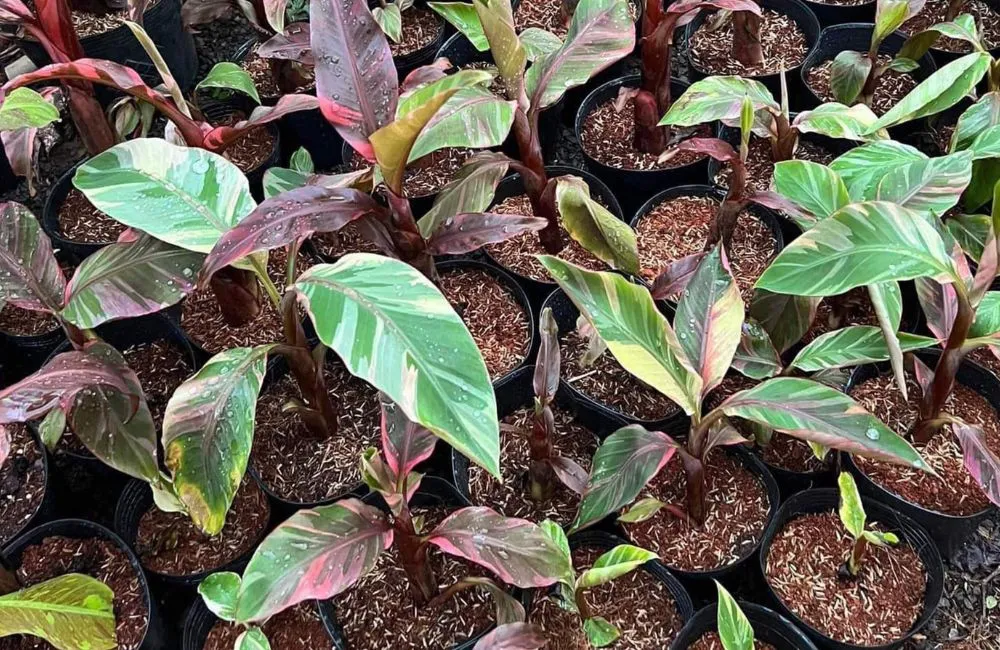 Bệnh trên cây chuối Hồng Musa Nono Pink Var cấy mô