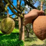 Bí ấn về sâu riêng không gai khiến nhiều người tò mò