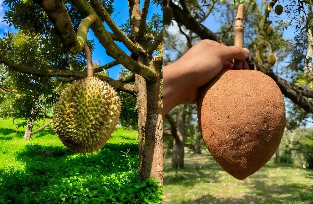 Bí ẩn sầu riêng không gai
