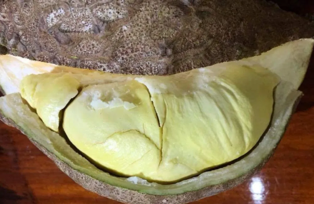 Bí ẩn sầu riêng không gai