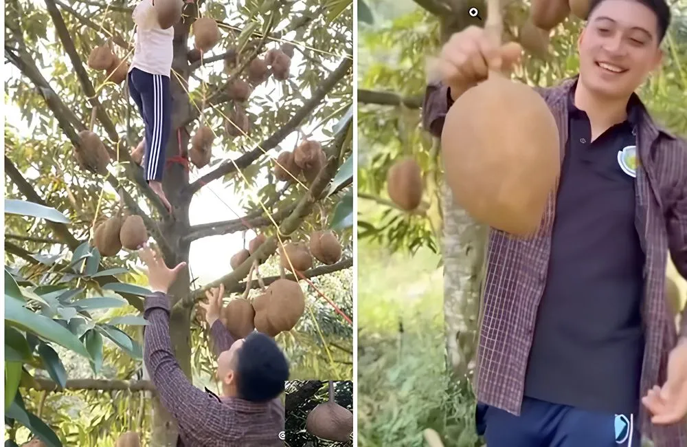 Bí ẩn sầu riêng không gai