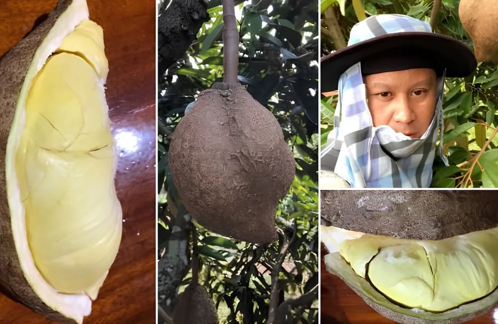 Bí ẩn sầu riêng không gai