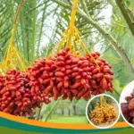 Đặc điểm sinh trưởng cây chà là ăn trái có gì đặc biệt?