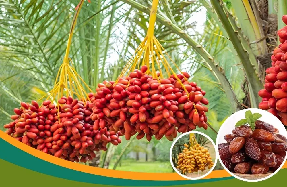 Đặc điểm sinh trưởng cây chà là ăn trái