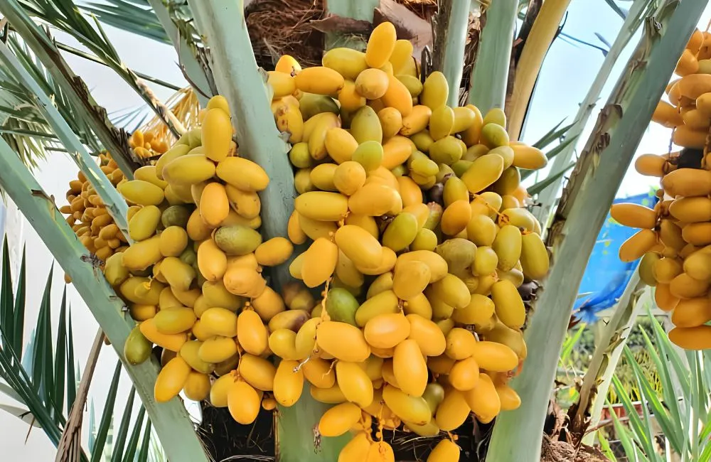 Cây chà là ra quả sau bao lâu ?