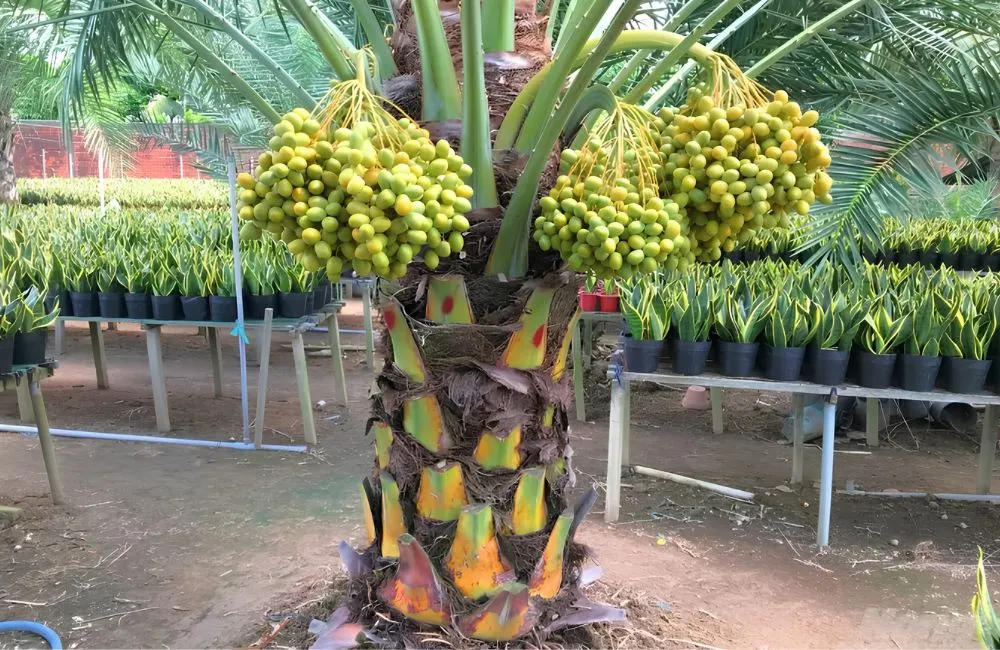 Đặc điểm sinh trưởng cây chà là ăn trái