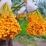 Cây chà là ra quả sau bao lâu ?