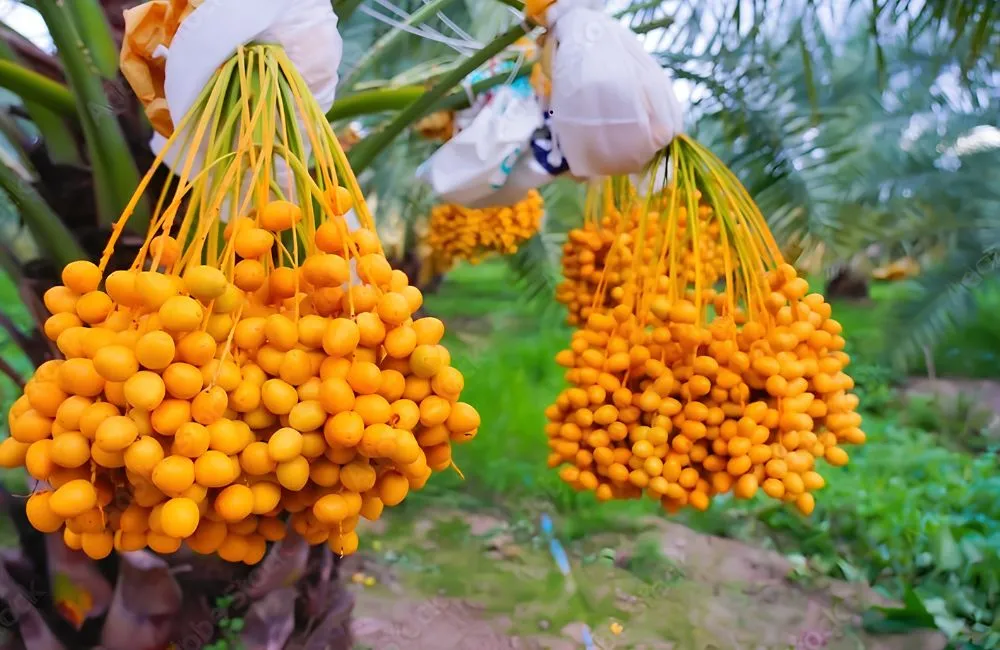 Cây chà là ra quả sau bao lâu ?
