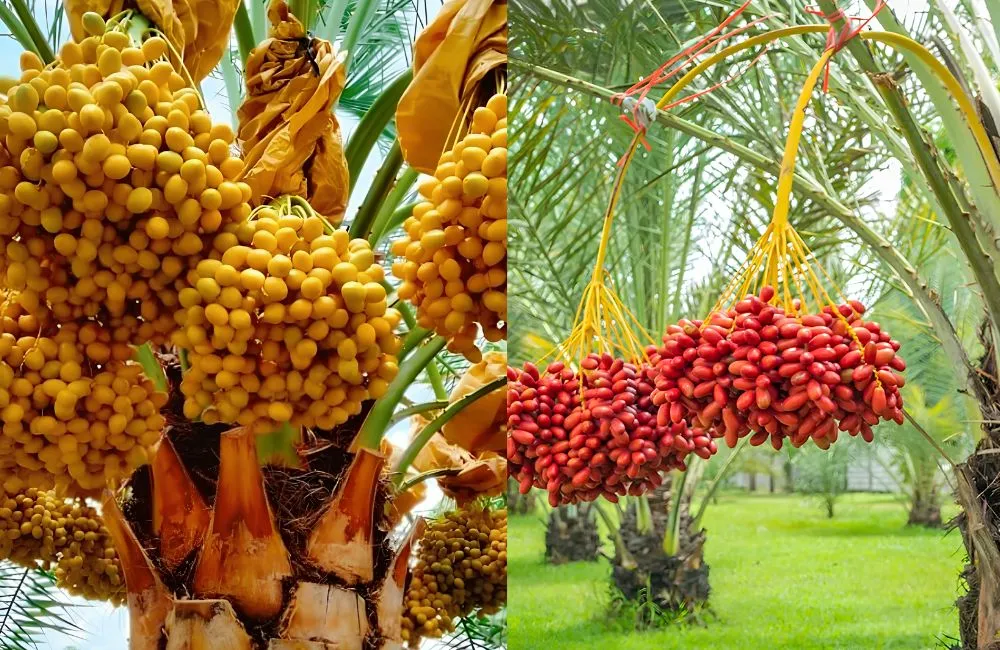 Cây chà là ra quả sau bao lâu ?