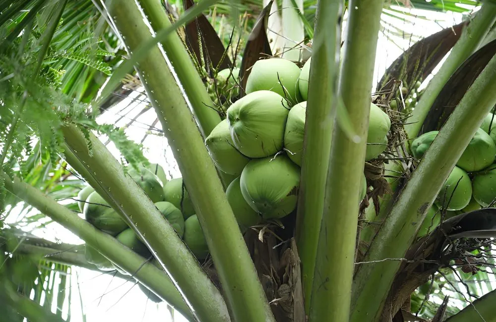 Chọn cây giống dừa ta