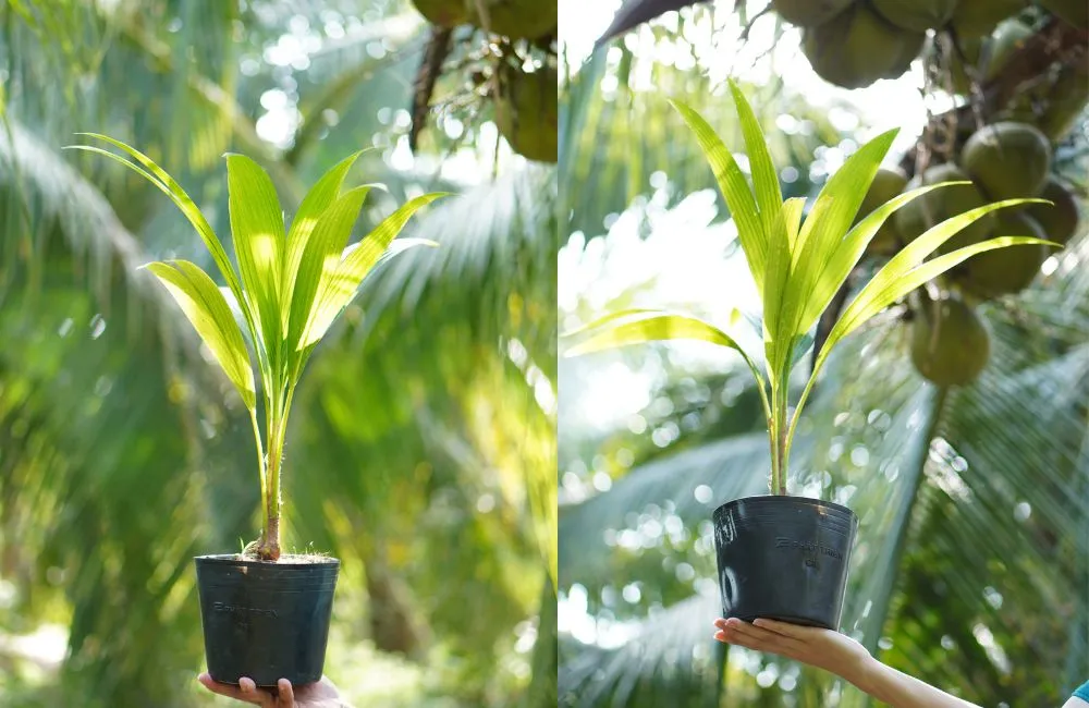 Chọn cây giống dừa ta