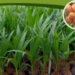 Bí quyết chọn cây giống dừa Xiêm Lửa cấy mô