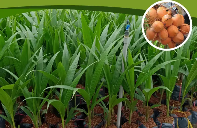 Bí quyết chọn cây giống dừa Xiêm Lửa cấy mô