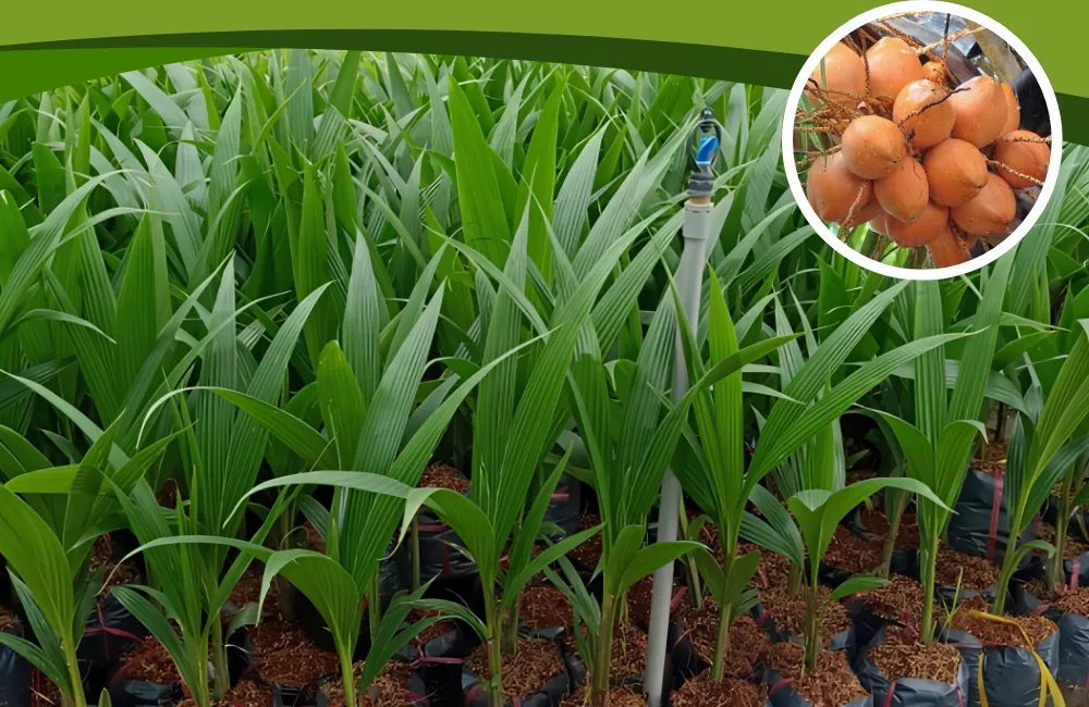 Cây giống dừa Xiêm Lửa cấy mô
