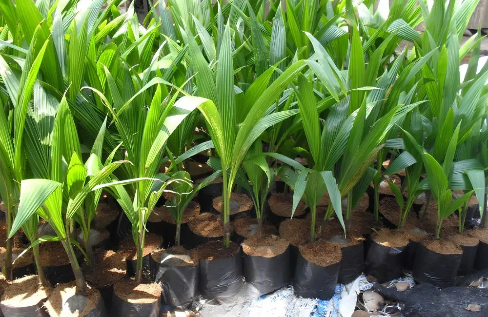 Cây giống dừa Xiêm Lửa cấy mô