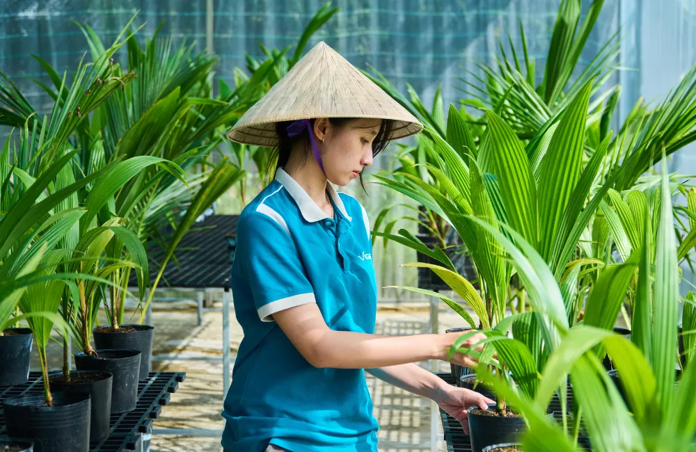 Cây giống dừa Xiêm Lửa cấy mô
