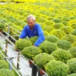 Chăm sóc cúc mâm xôi từ lúc xuống giống đến ra hoa