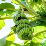 Bí quyết chăm sóc chuối sứ cấy mô sai ít, trúng mùa