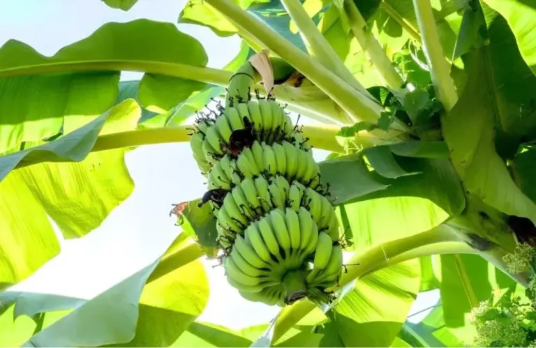 Bí quyết chăm sóc chuối sứ cấy mô sai ít, trúng mùa