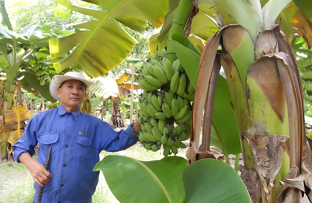 Cách chăm sóc chuối sứ cấy mô