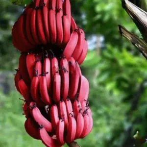 Chuối Cau Đỏ Cấy Mô