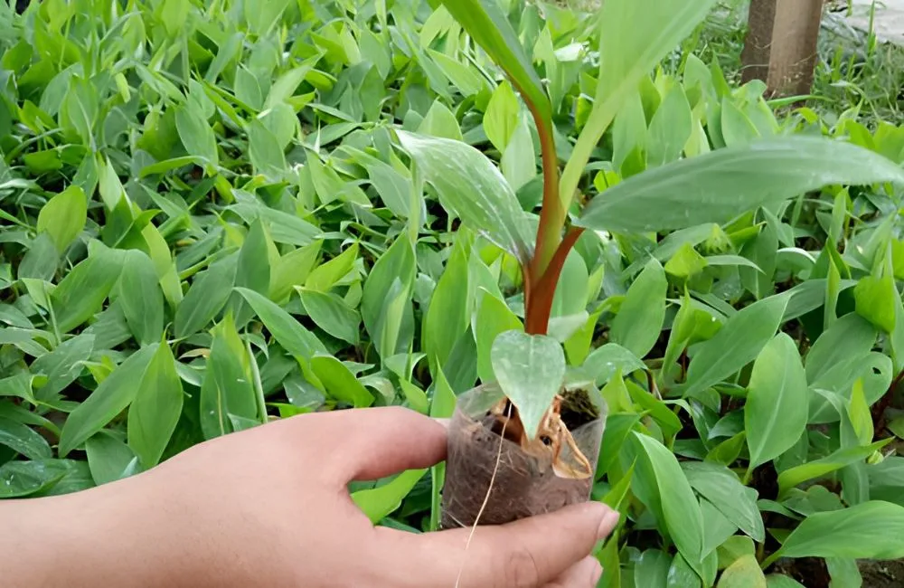 Chuối Cau Đỏ Cấy Mô
