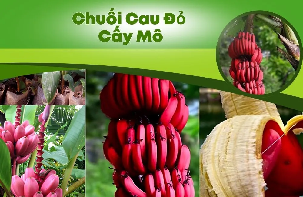 Chuối Cau Đỏ Cấy Mô