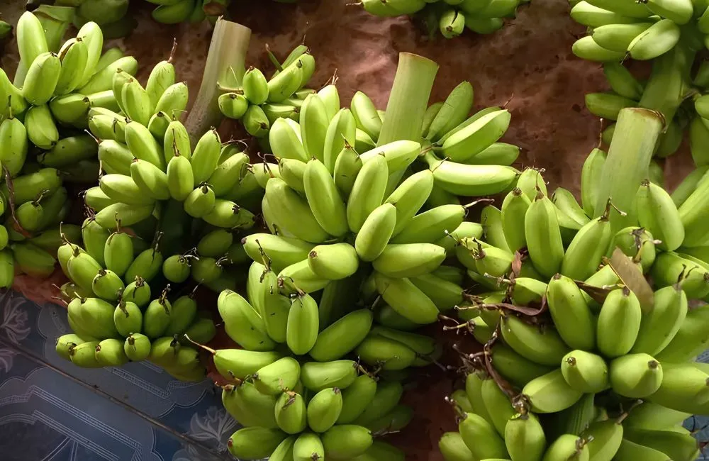 Chuối Cau Mẫn Cấy Mô