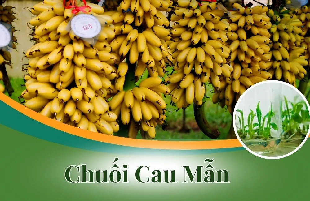 Chuối Cau Mẫn Cấy Mô