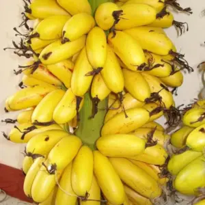 Chuối Cau Mẫn Cấy Mô