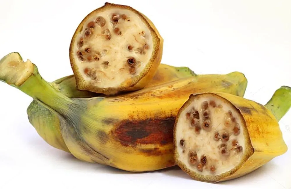 Chuối hột cấy mô