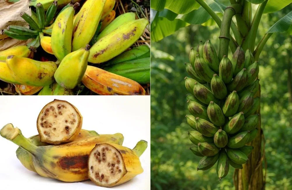 Chuối Hột Cấy Mô