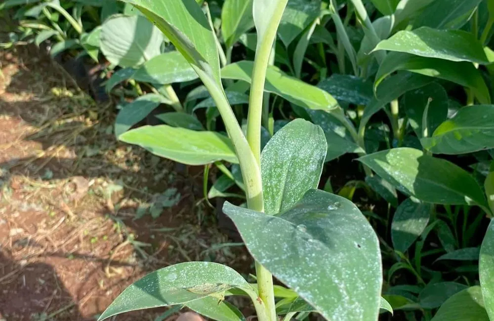 Chuối Hột Cấy Mô