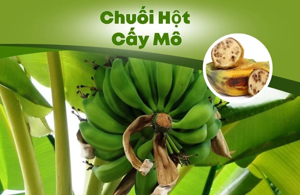 Chuối Hột Cấy Mô