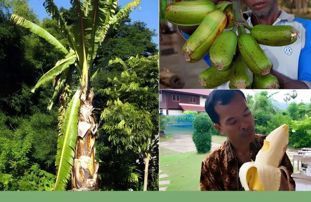 Chuối khổng lồ Musa Hua Moa