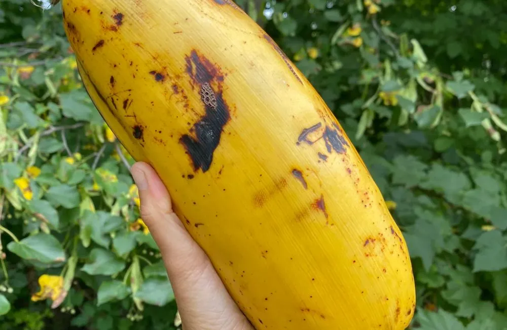 Chuối khổng lồ Musa Hua Moa