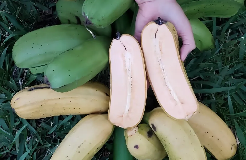 Chuối khổng lồ Musa Hua Moa
