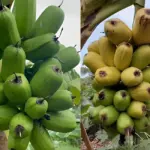 Chuối khổng lồ Musa Hua Moa có phù hợp với khí hậu Việt Nam