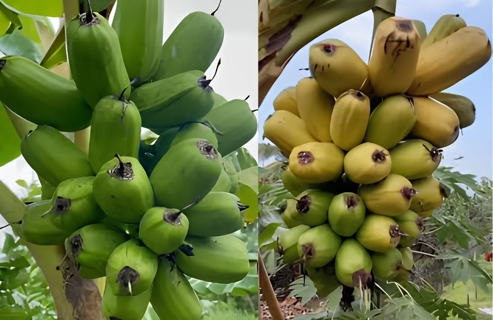 Chuối khổng lồ Musa Hua Moa