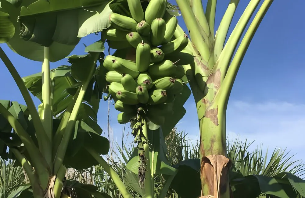 Chuối khổng lồ Musa Hua Moa