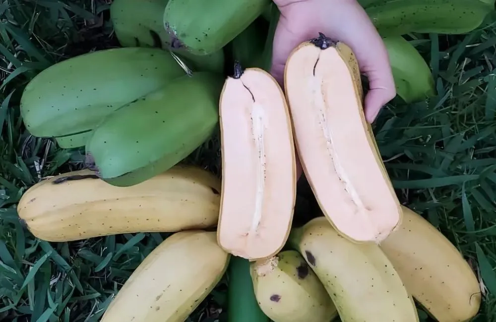 Chuối khổng lồ Musa Hua Moa